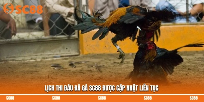 Lịch thi đấu đá gà SC88 được cập nhật liên tục